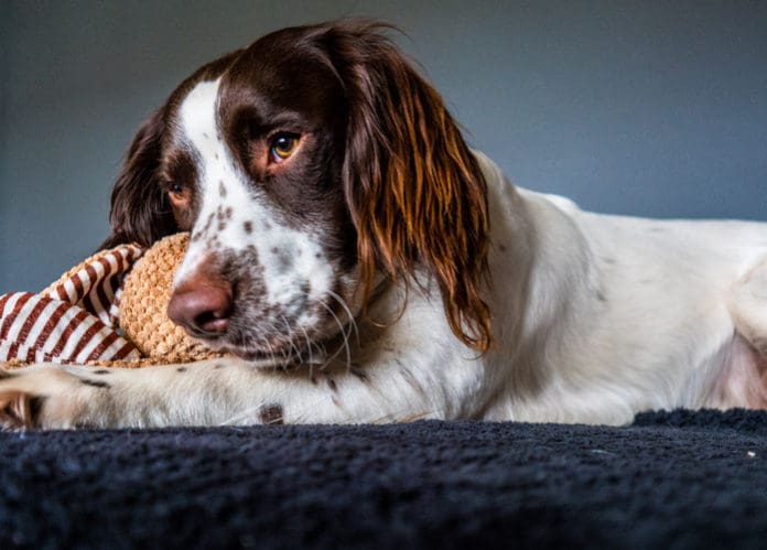 English Springer Spaniel dog