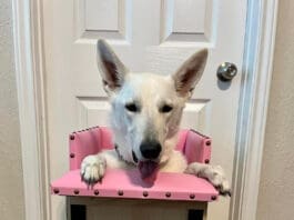 A white German Shepherd Dog sits in a Bailey Chair waiting for her meal.