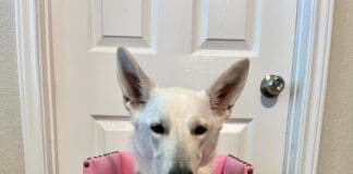 A white German Shepherd Dog sits in a Bailey Chair waiting for her meal.