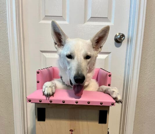 A white German Shepherd Dog sits in a Bailey Chair waiting for her meal.