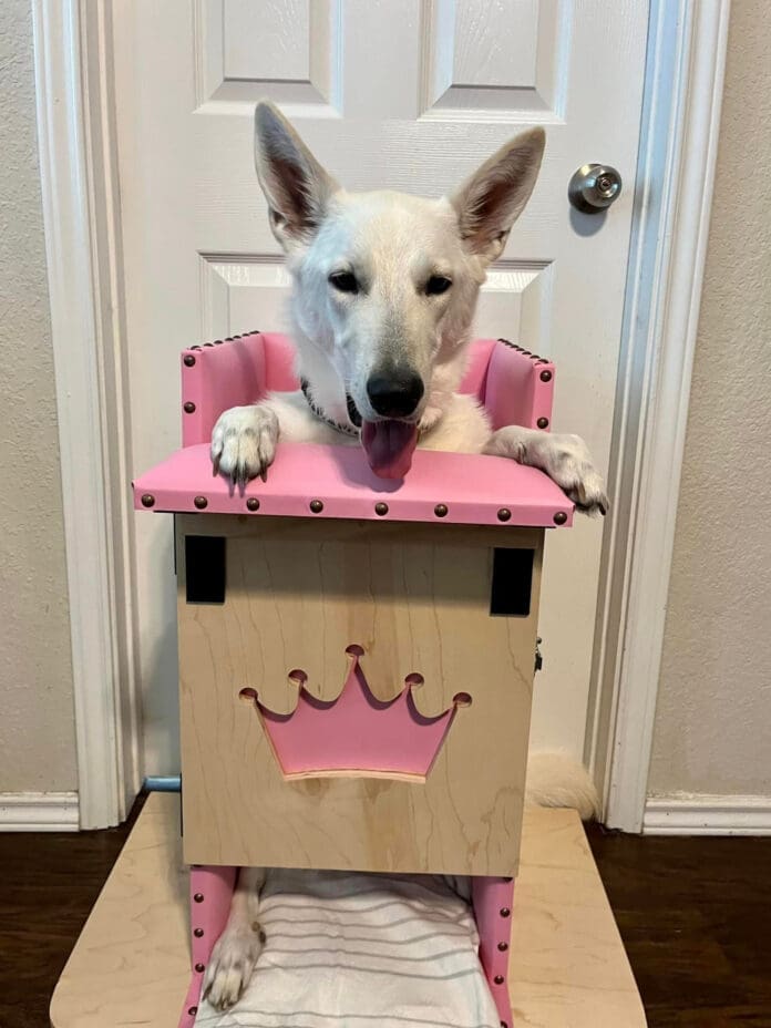 A white German Shepherd Dog sits in a Bailey Chair waiting for her meal.