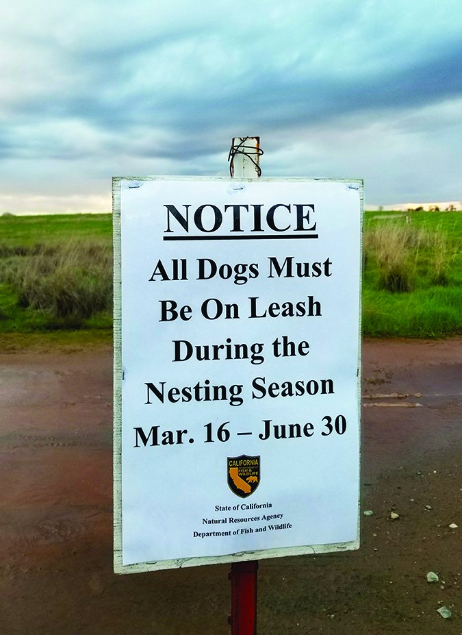 bird nesting leash laws