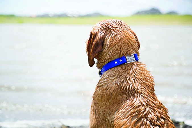 DogIDS.com Waterproof Soft Grip ScruffTag Personalized Collar