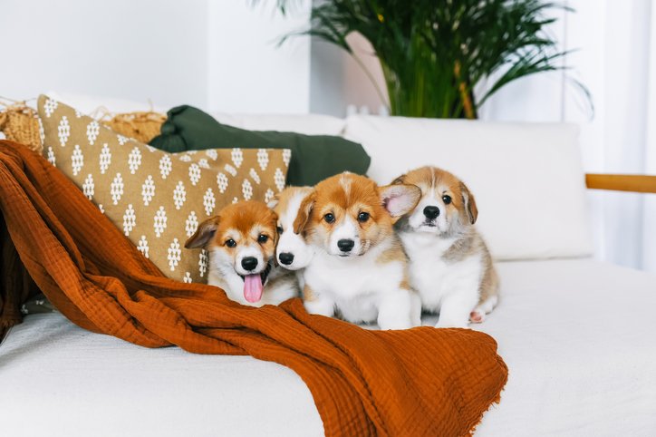 Corgi puppies on couch
