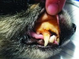 A yellow ting to the skin and gums is one of the clearest sign of liver disease in dogs.