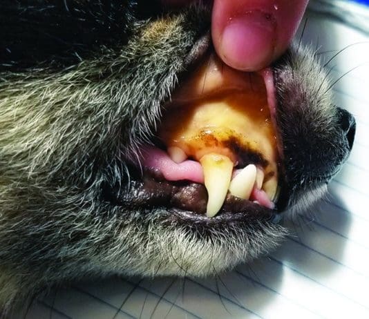 A yellow ting to the skin and gums is one of the clearest sign of liver disease in dogs.