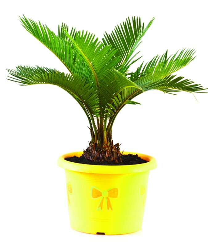 sago palm toxicity