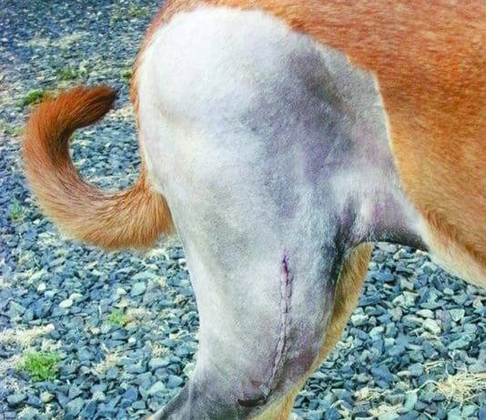 Cranial Cruciate Ligament Repair for Dogs: Your Options