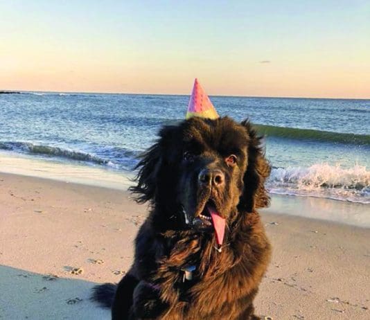 TPLO surgery for dogs is an effective treatment for young and athletic dog's knee injuries.