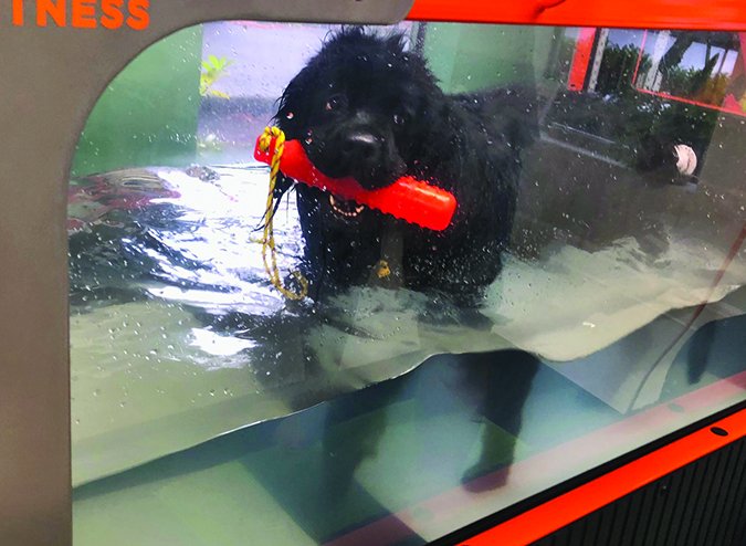 underwater treadmill physical therapy for dogs