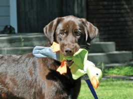 lab with mast cell tumor