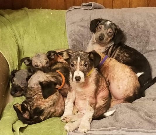 puppies suffering from mange