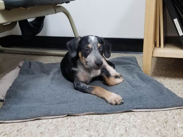 young puppy sitting on blanket