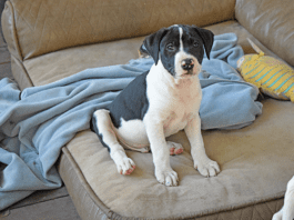 Beyond the 5 Freedoms of Animal Welfare