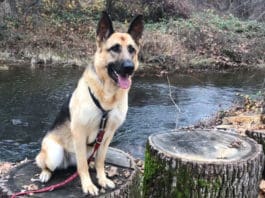 Dog Trainers Save Lives Dog Sitting on Stump