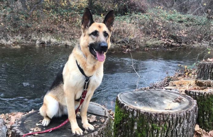 Dog Sitting on Stump