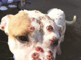 Coccidioidomycosis: A Southwestern Hazard