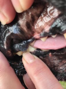 oral melanoma in dog