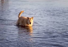 Dog wading in water