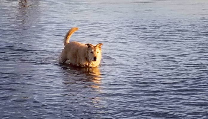 Dog wading in water