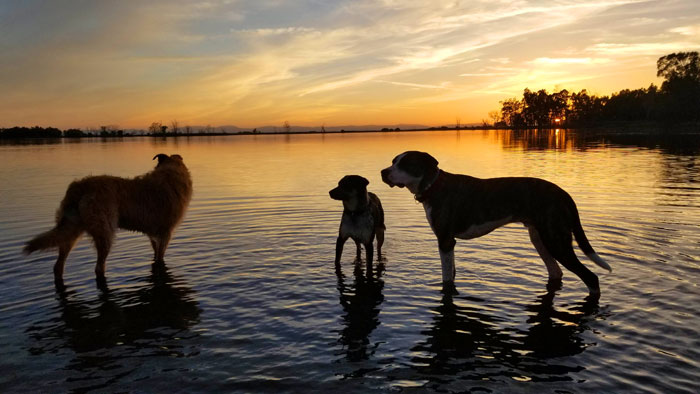 dogs standing in lake water