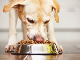 Change Is Good – Especially When It Comes to Your Dog’s Food