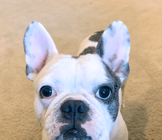 Wolfwill Vibration Collar: The Negatives