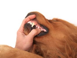 Canned Food Is Not Bad for Dogs’ Teeth