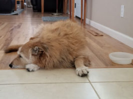 Feeding Time: On the Dot, or Not?