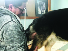 Canine Massage Case Reports