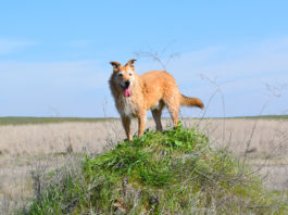 Mixed Results: Researching Your Dog’s DNA