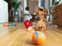 indoor dog games