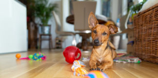 indoor dog games