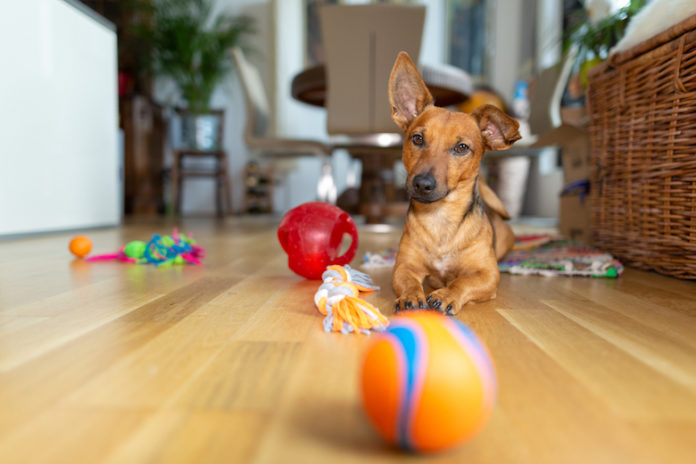 indoor dog games