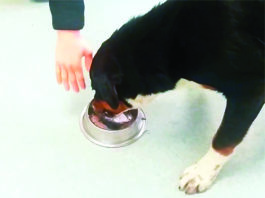 resource guarding in dogs