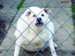 help my dog lose weight