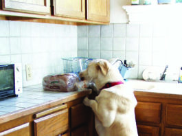 Counter Productive: How to Keep Your Dog From Stealing Unattended Food and Other Edible Items