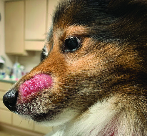 Ringworm Isn’t Either Ringworm on a dog's snout.