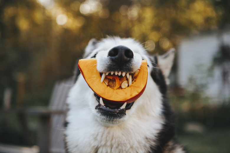 benefits of feeding your dog pumpkin