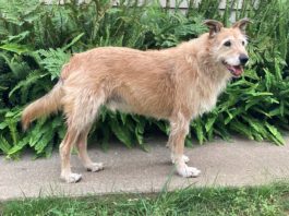 Keeping Your Dogs At a Healthy Weight Can Be Tricky