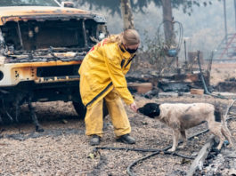 Rescue Workers From Across the Country Join the California Wildfire Animal Rescue Efforts