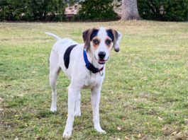 Bits Of Advice For New Dog Owners