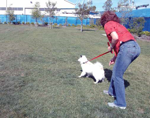 positive reinforcement with a leashed dog
