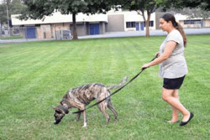 positive reinforcement dog training