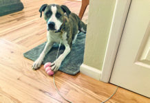 A dog tether used only for short term restraints can offer greater flexibility in training.