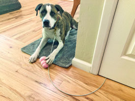 A dog tether used only for short term restraints can offer greater flexibility in training.