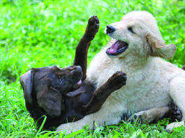 Canine Aggression