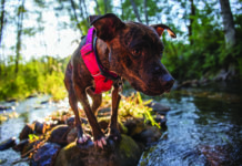 dog with heartworm