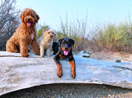 To Buy or Adopt a Dog? What You Should Know