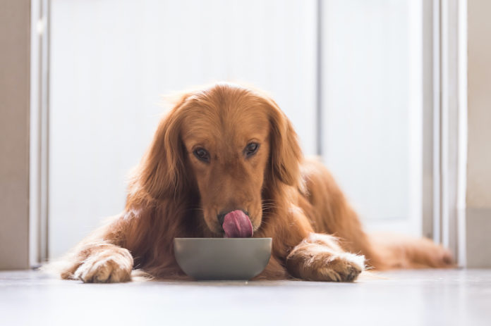 Can Dogs Eat Cinnamon?